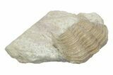 Bargain, Cybele Panderi Trilobite Fossil - Russia #363140-1